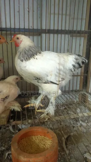 American Brahma