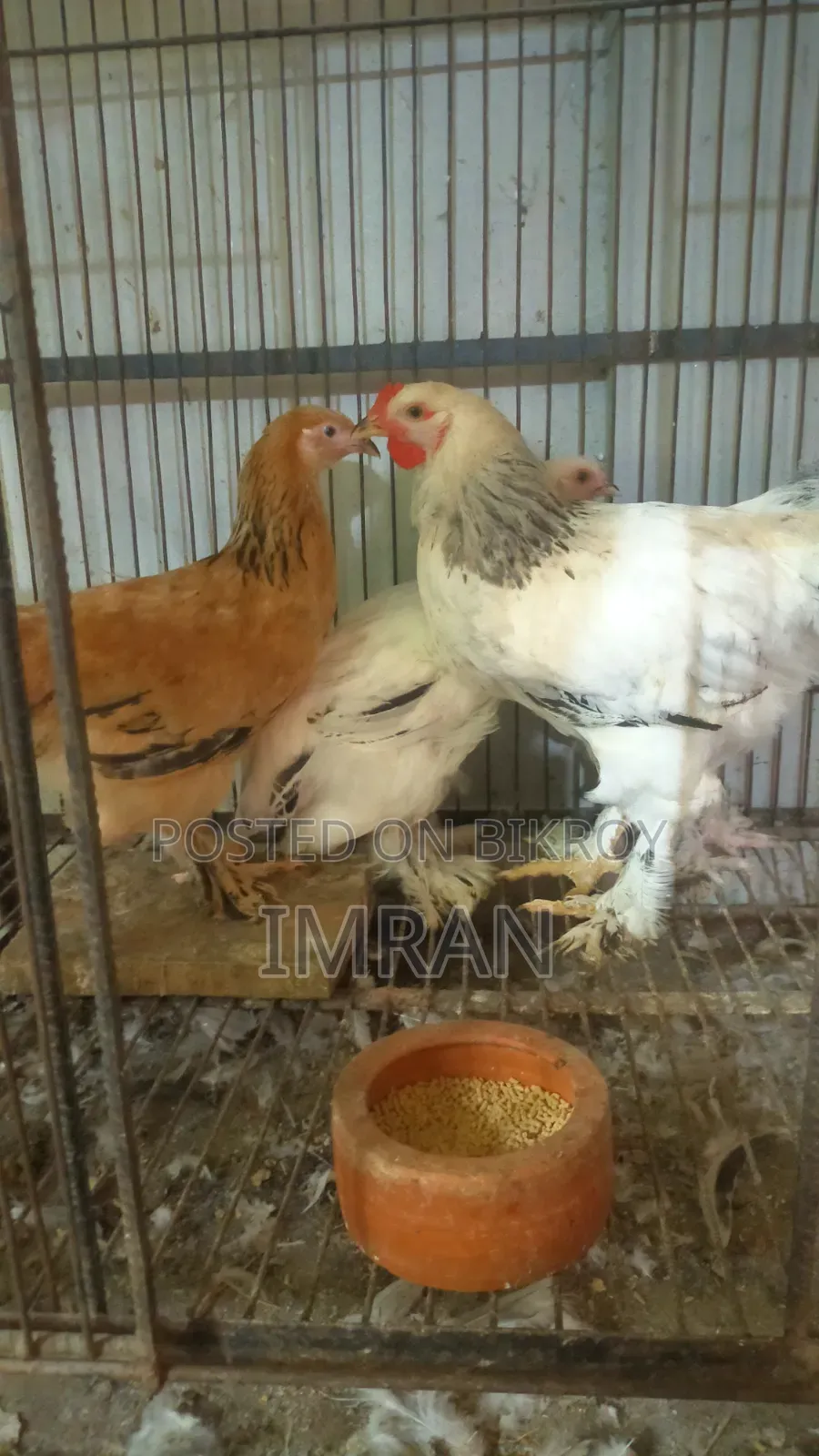 American Brahma