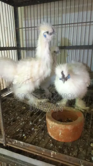 American Silky