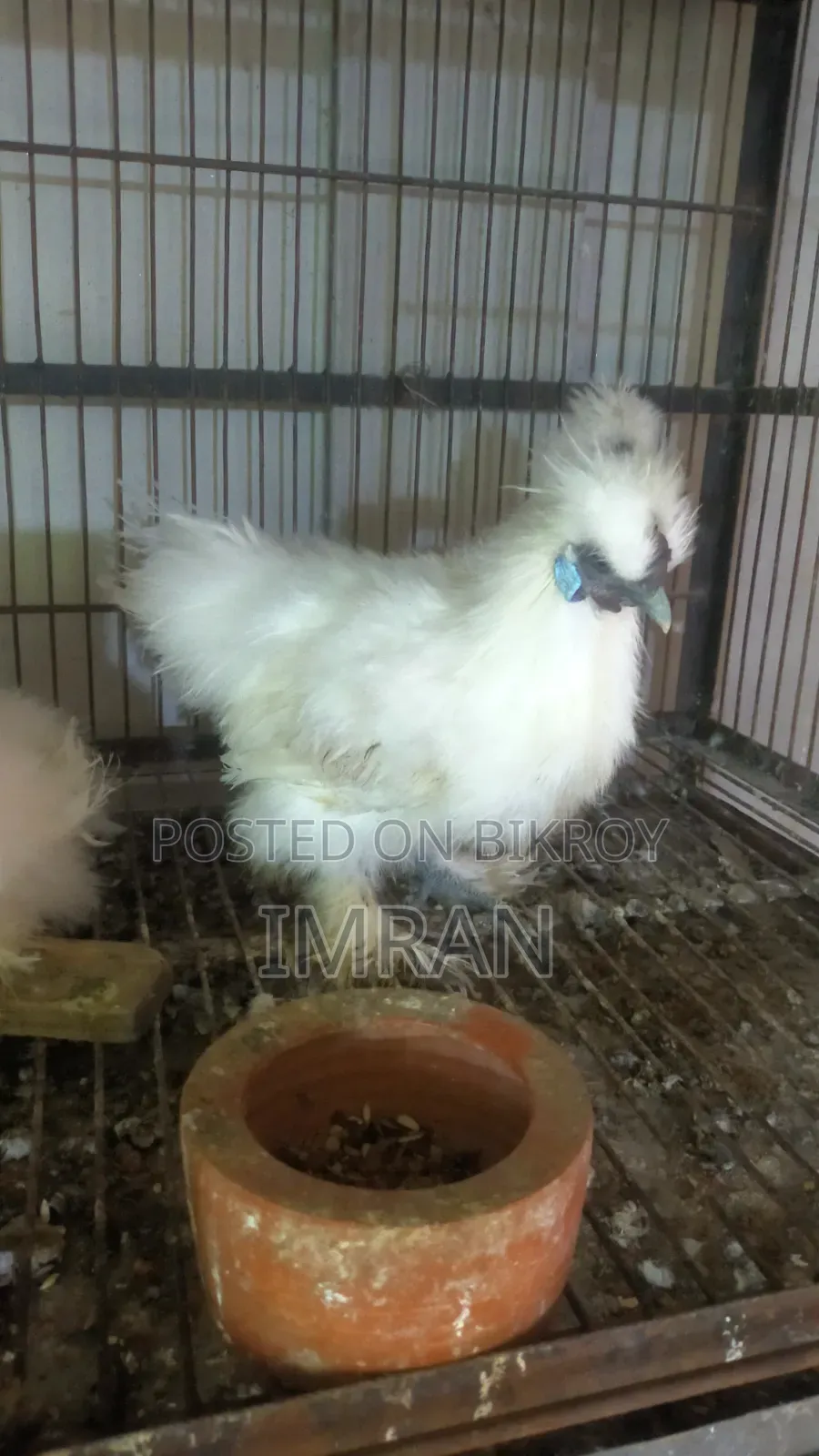 American Silky