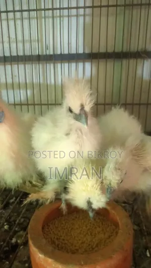 American Silky
