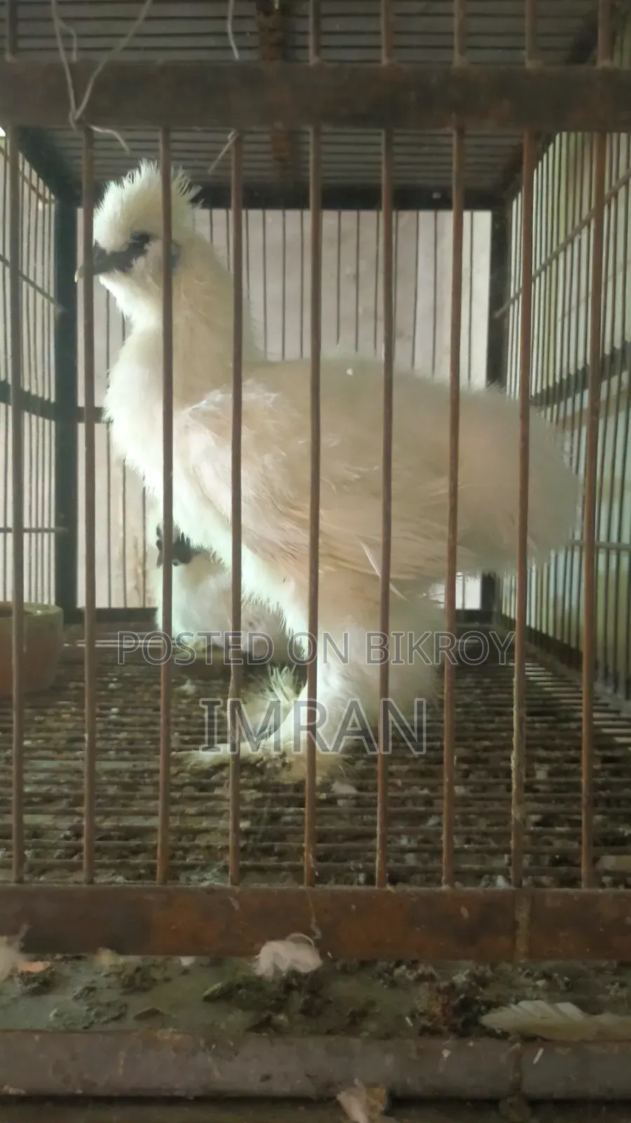 American Silky