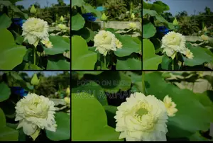 White Peony Lotus Tuber For Sale