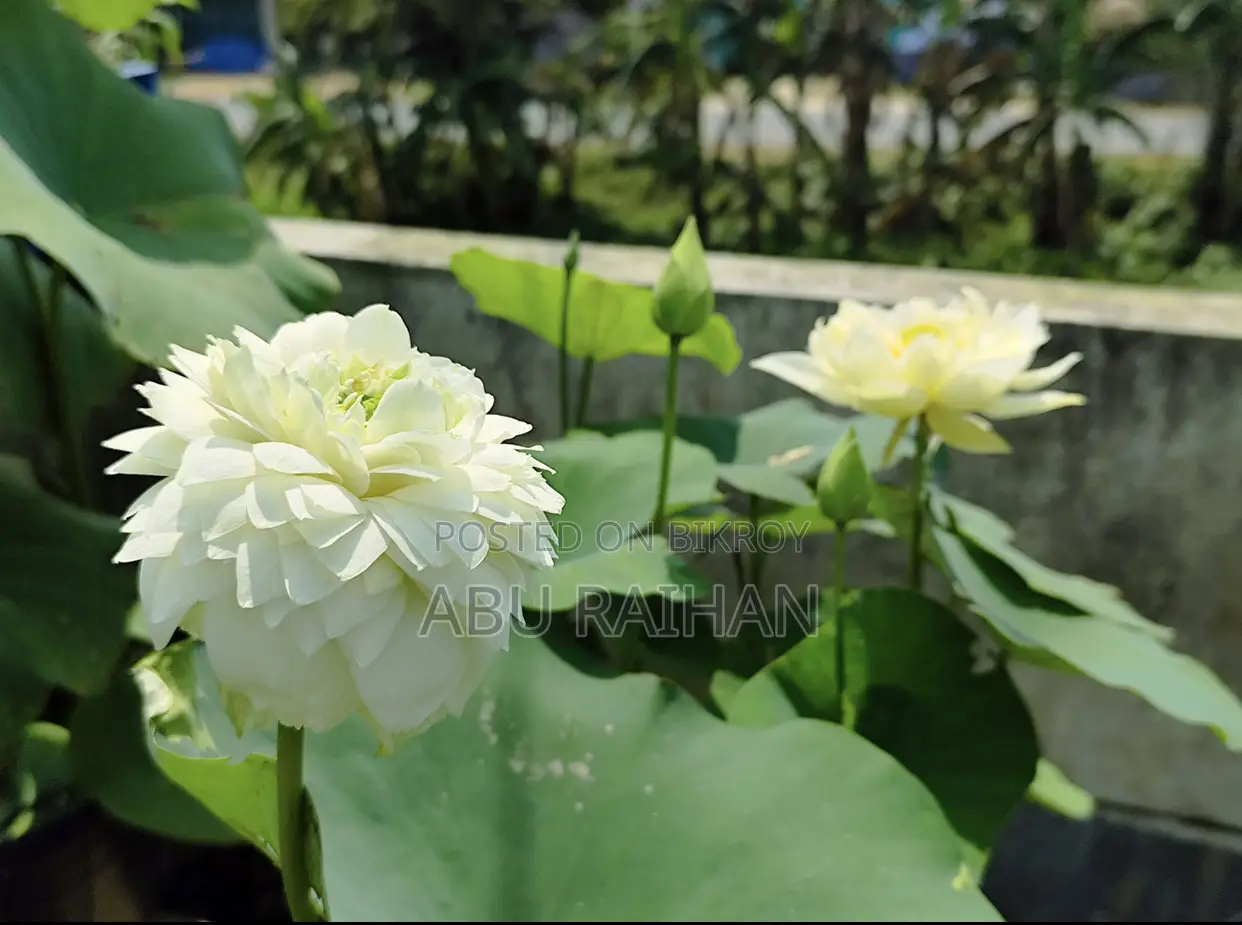 White Peony Lotus Tuber For Sale