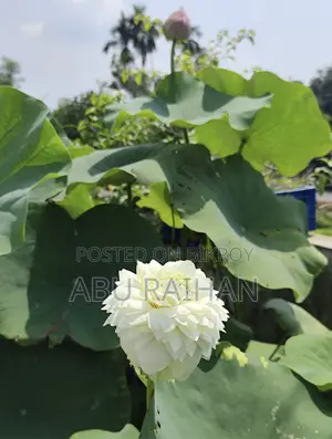White Peony Lotus Tuber For Sale