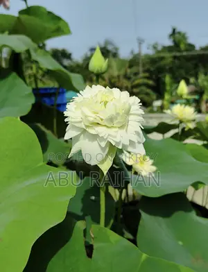 White Peony Lotus Tuber For Sale