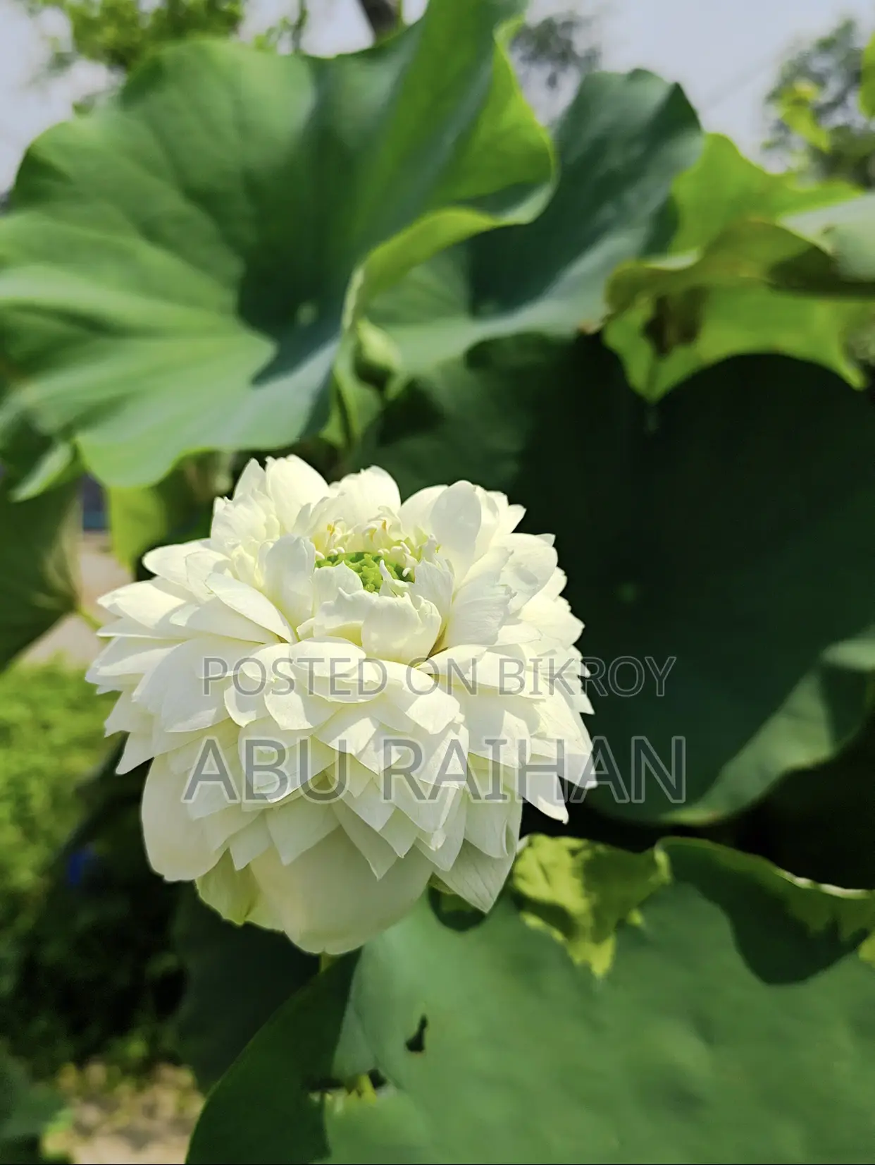 White Peony Lotus Tuber For Sale