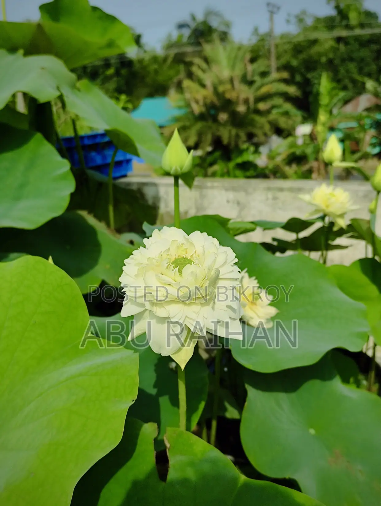 White Peony Lotus Tuber For Sale