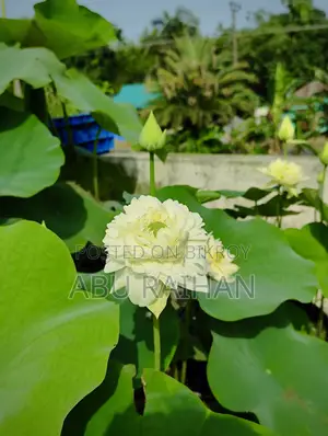 White Peony Lotus Tuber For Sale