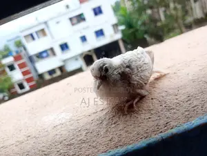 A Team Size Baby of Diamond Dove