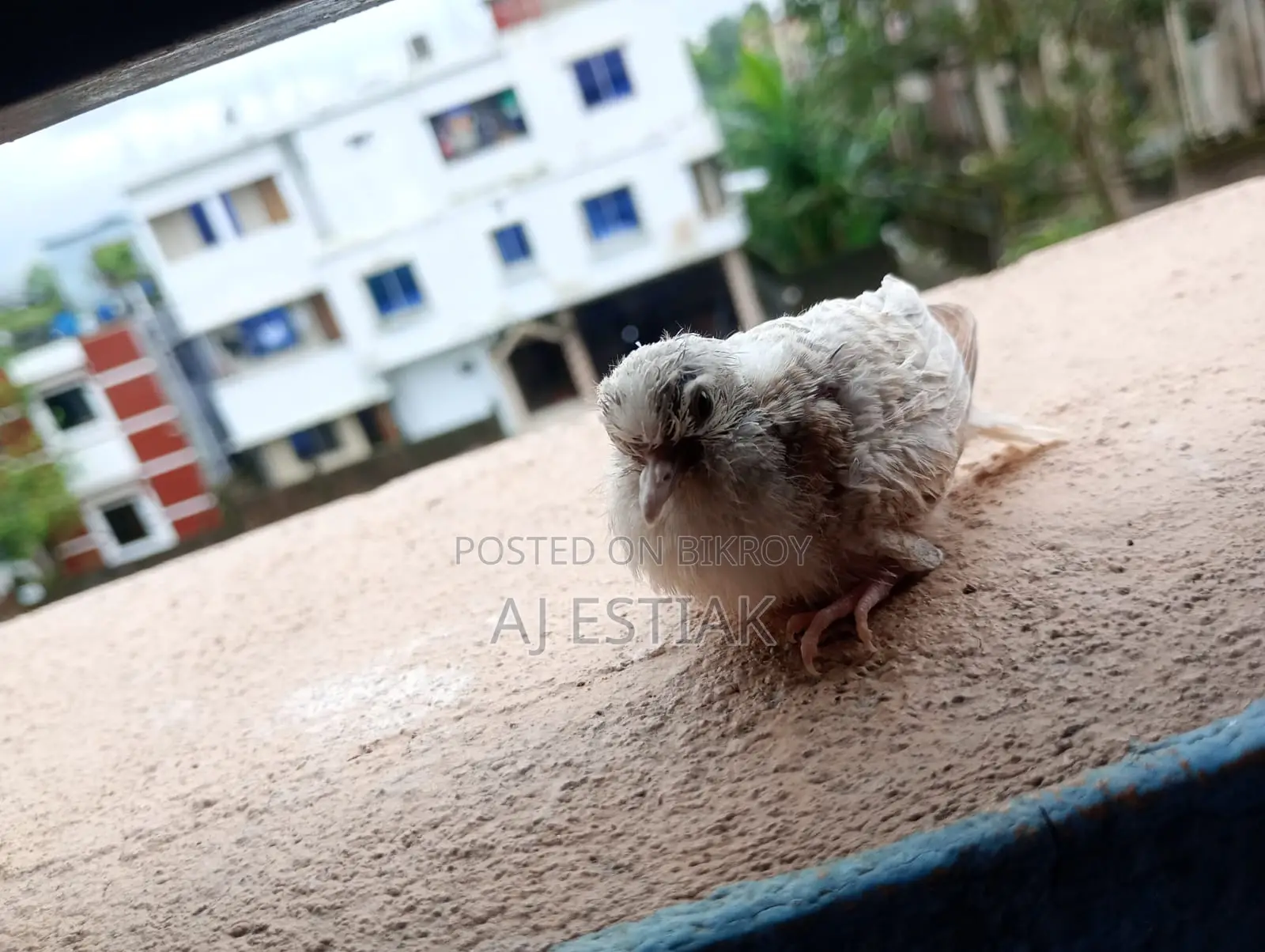 A Team Size Baby of Diamond Dove
