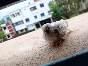A Team Size Baby of Diamond Dove