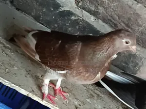 Owl Pigeon for Sale