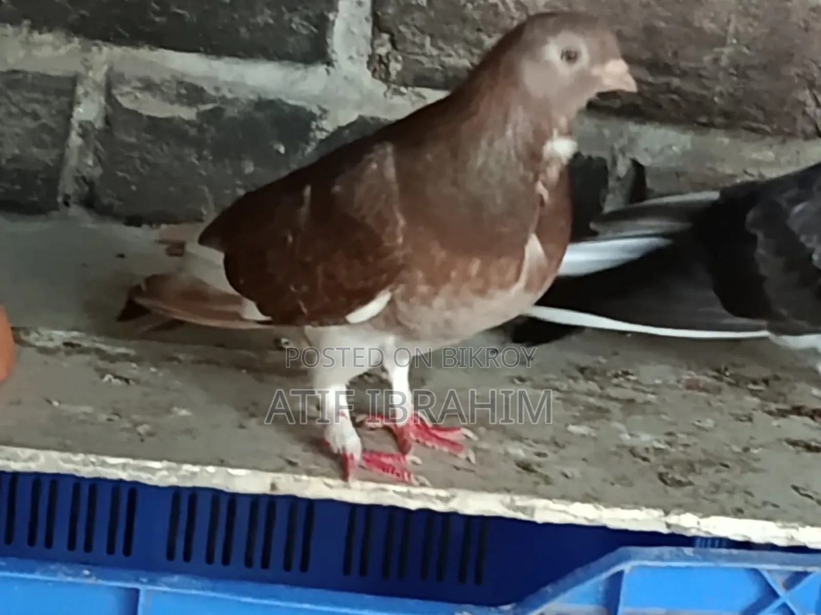 Owl Pigeon for Sale