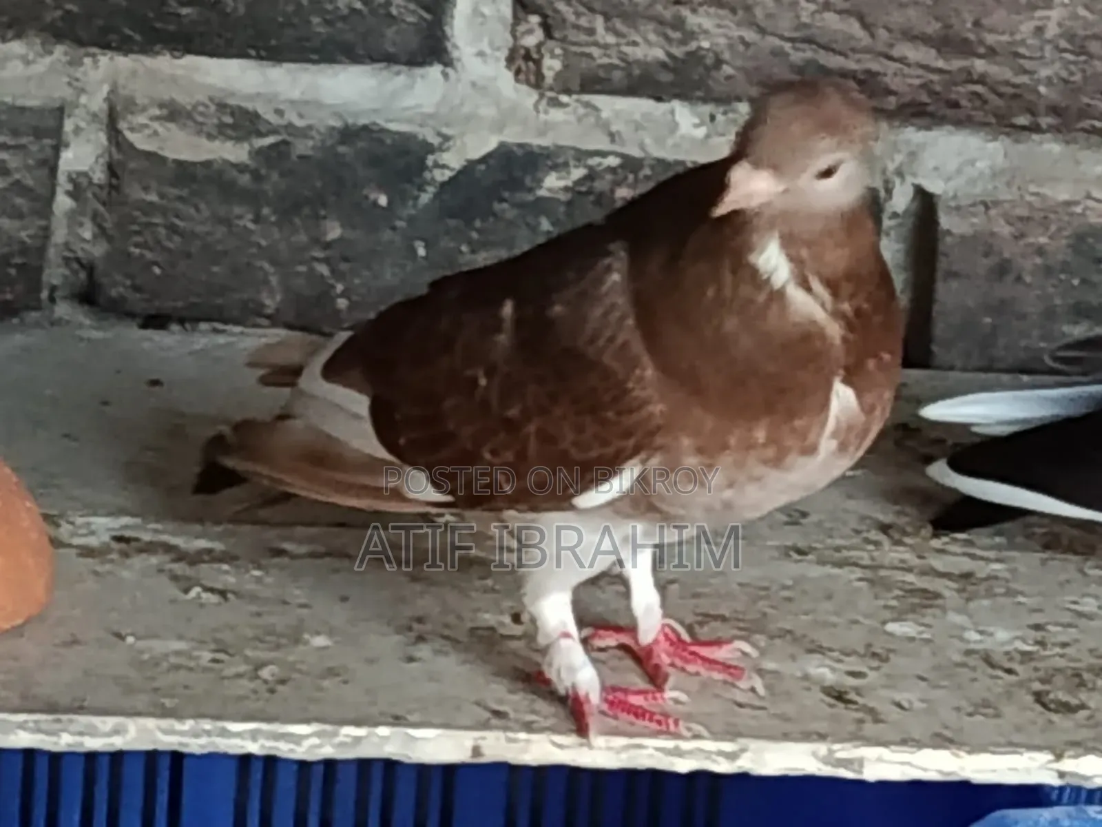 Owl Pigeon for Sale