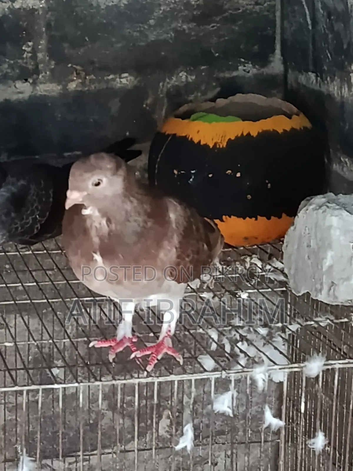 Owl Pigeon for Sale