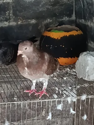 Owl Pigeon for Sale