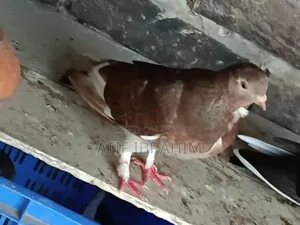 Owl Pigeon for Sale
