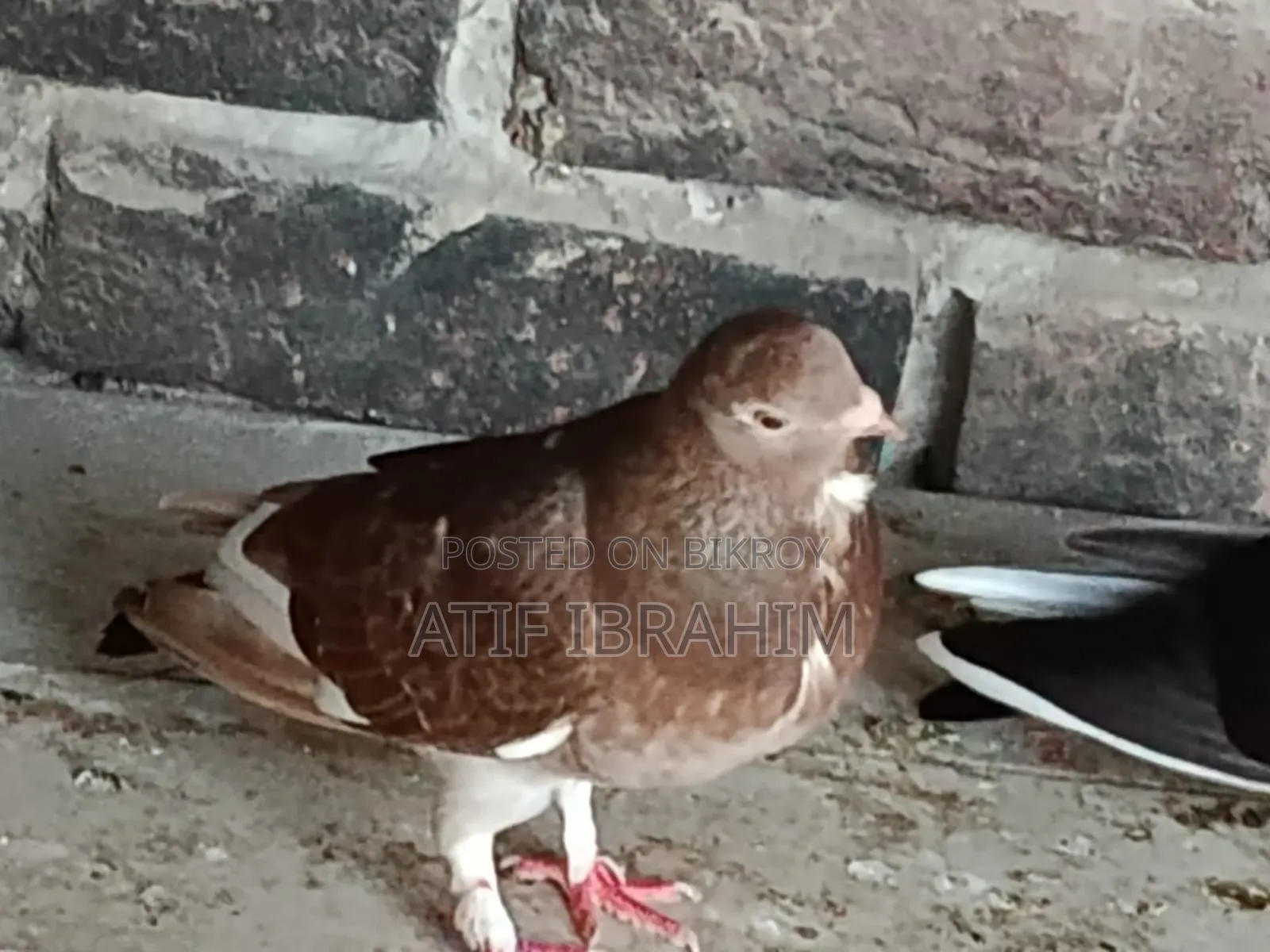 Owl Pigeon for Sale