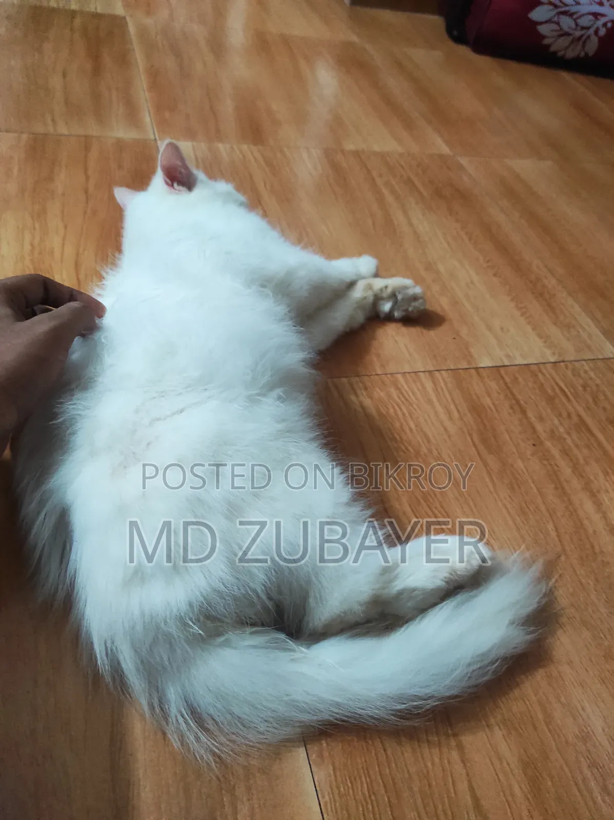 6-12 months Female Purebred Persian