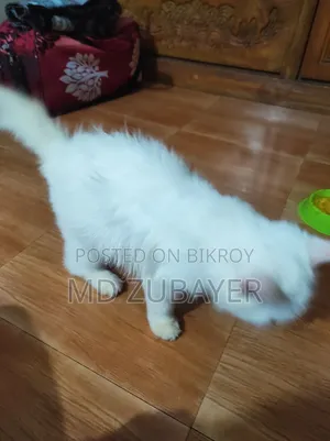 6-12 months Female Purebred Persian