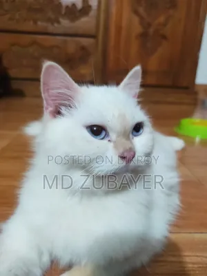 6-12 months Female Purebred Persian