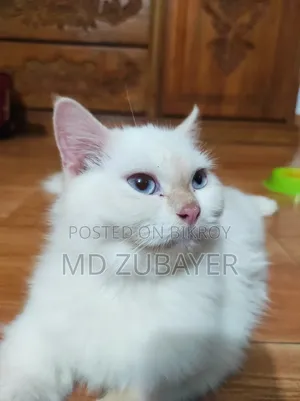 6-12 months Female Purebred Persian