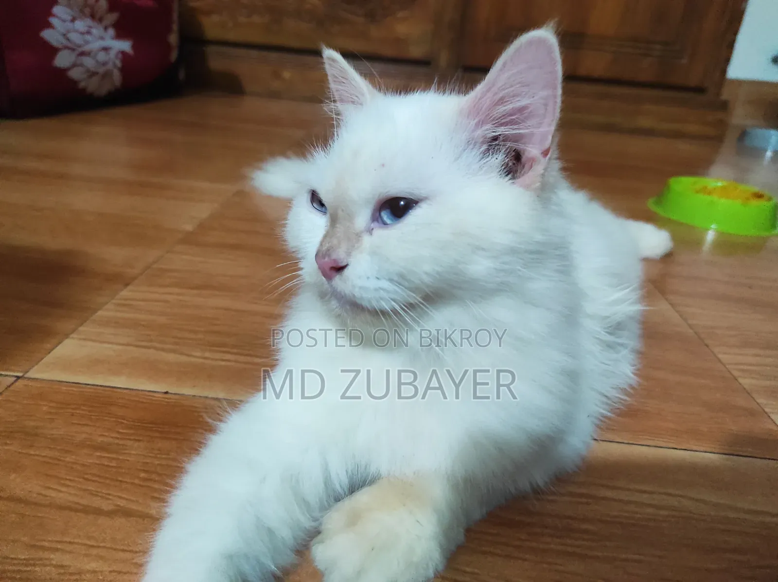 6-12 months Female Purebred Persian