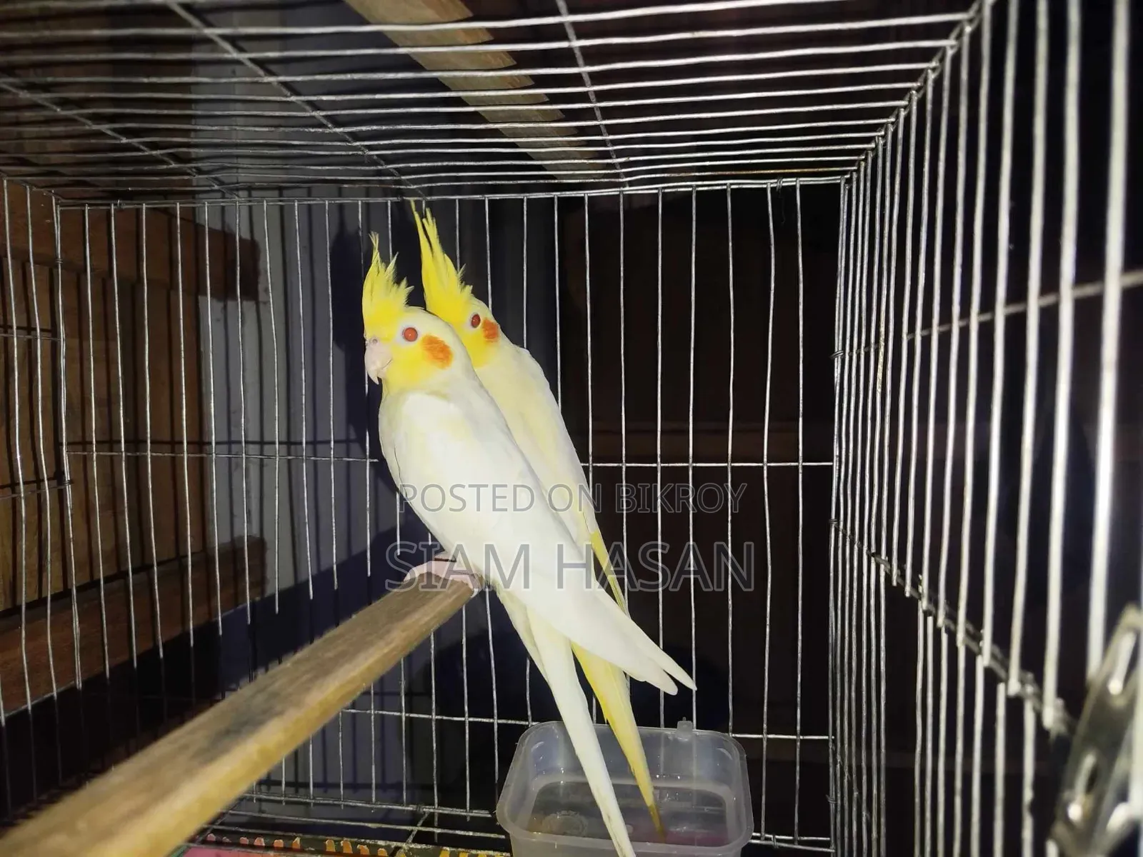 Five-month-old pair of Cockatiels for sale, male and female