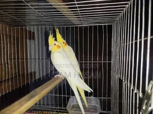 Five-month-old pair of Cockatiels for sale, male and female