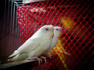 Egg-Laying Albino Budgie. Will Lay Eggs Soon