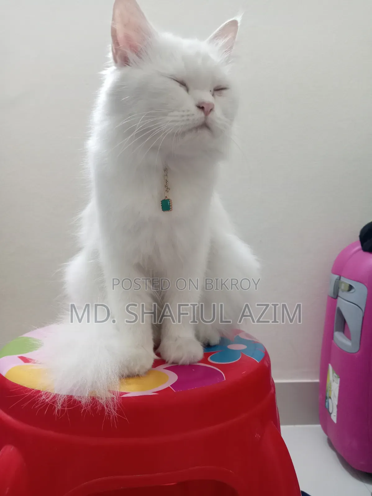1+ year Female Purebred Persian