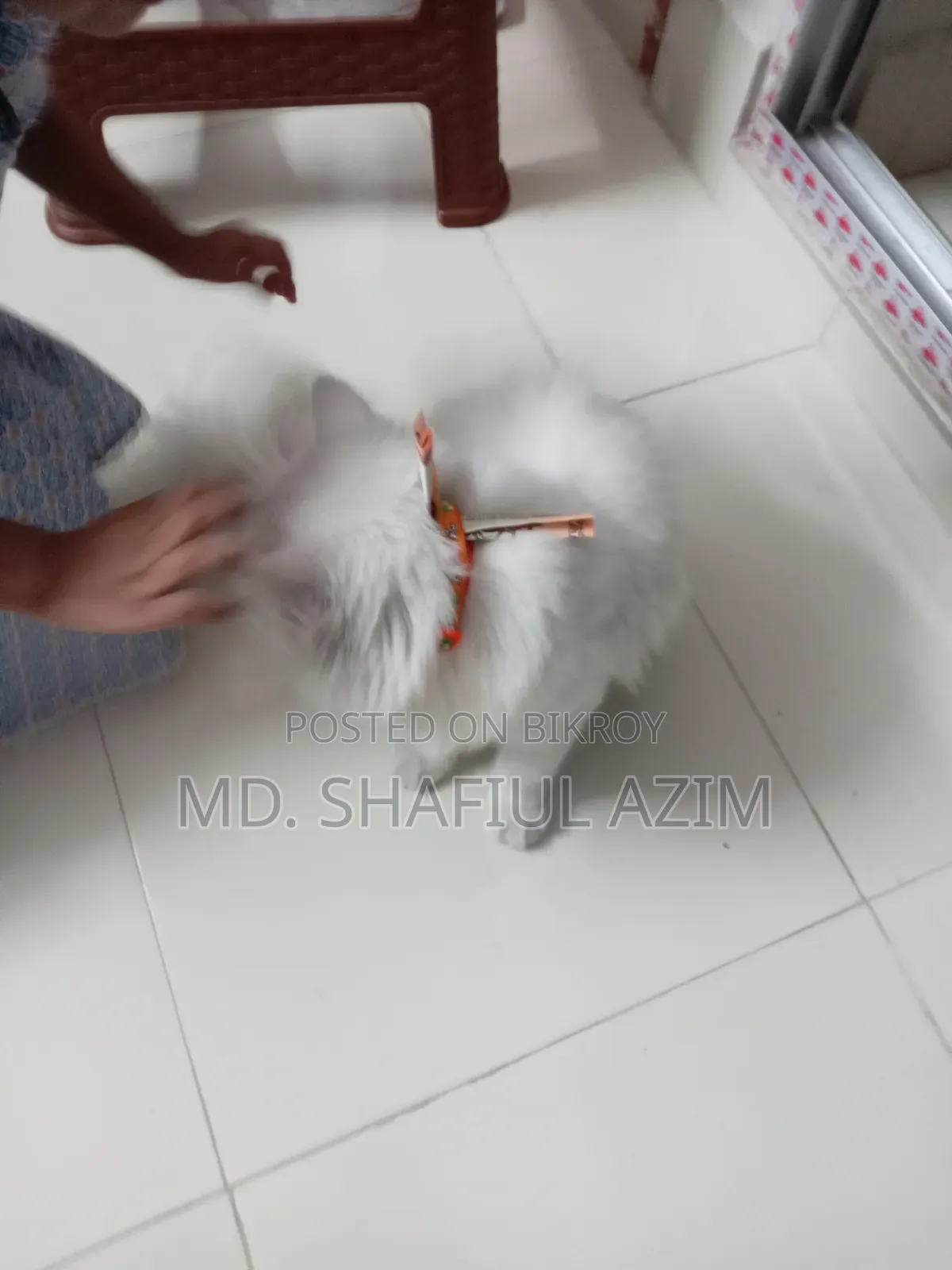 1+ year Female Purebred Persian