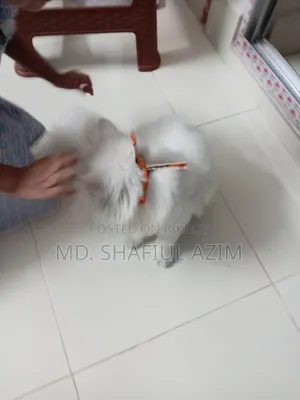 1+ year Female Purebred Persian