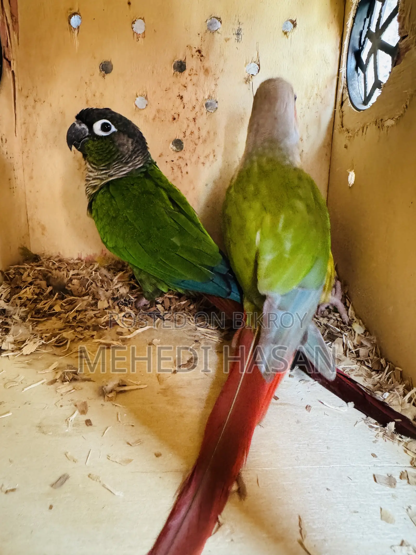 Conure Bird for Sale