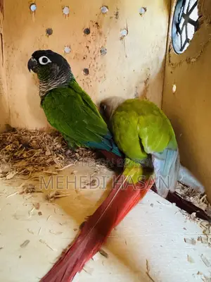 Conure Bird for Sale