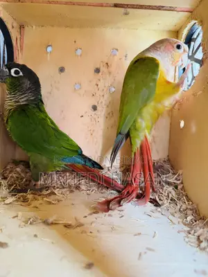 Conure Bird for Sale