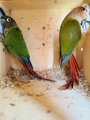 Conure Bird for Sale