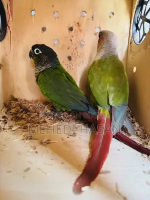 Conure Bird for Sale