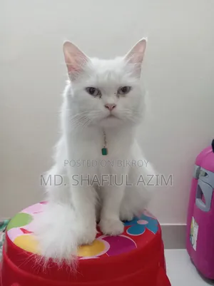 1+ year Female Purebred Persian