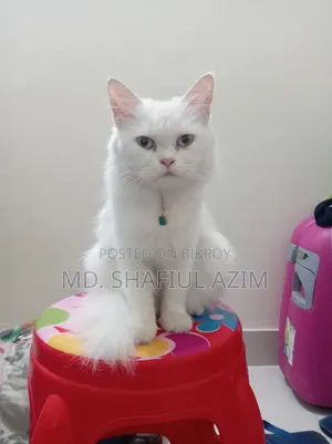 1+ year Female Purebred Persian