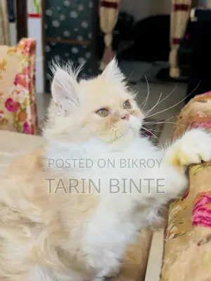 6-12 months Female Mixed Breed Persian