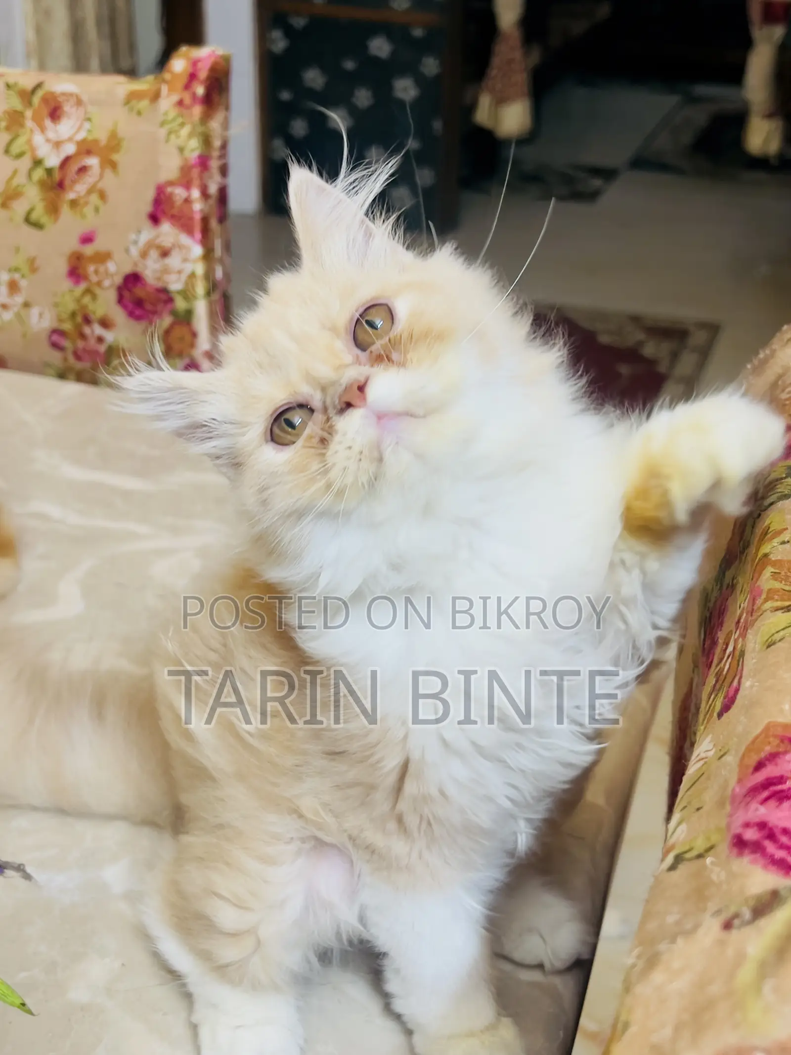 6-12 months Female Mixed Breed Persian