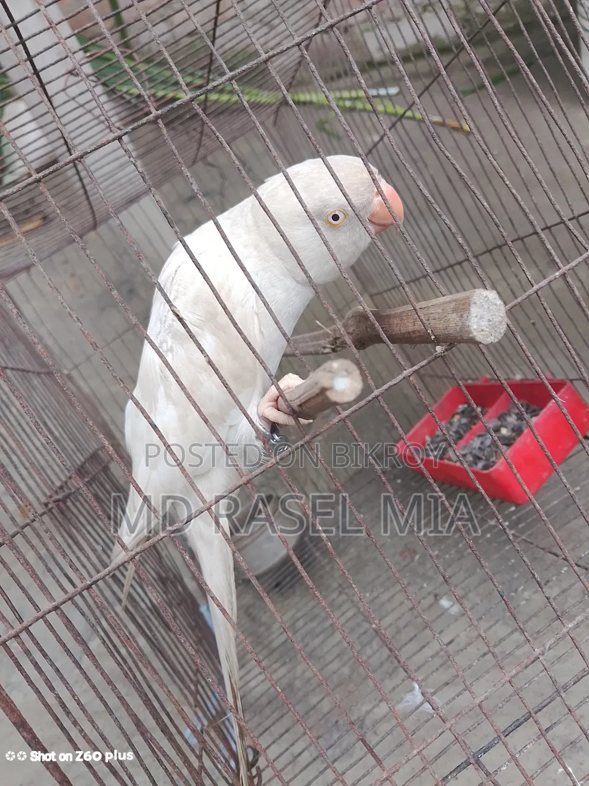 Healthy Adult Albino Ringneck Parrot Leg Banded