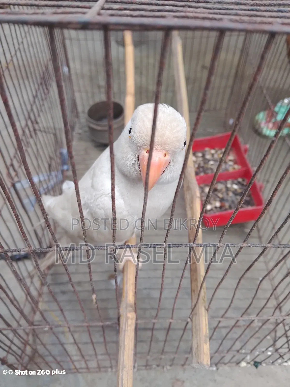 Healthy Adult Albino Ringneck Parrot Leg Banded