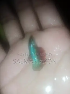 ফাইটার মাছের বাচ্চা