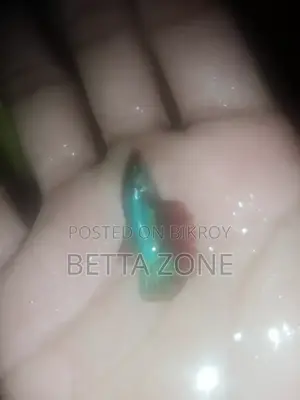Fighter Fish Fry