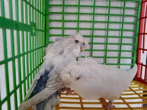Japanese pair at a low price