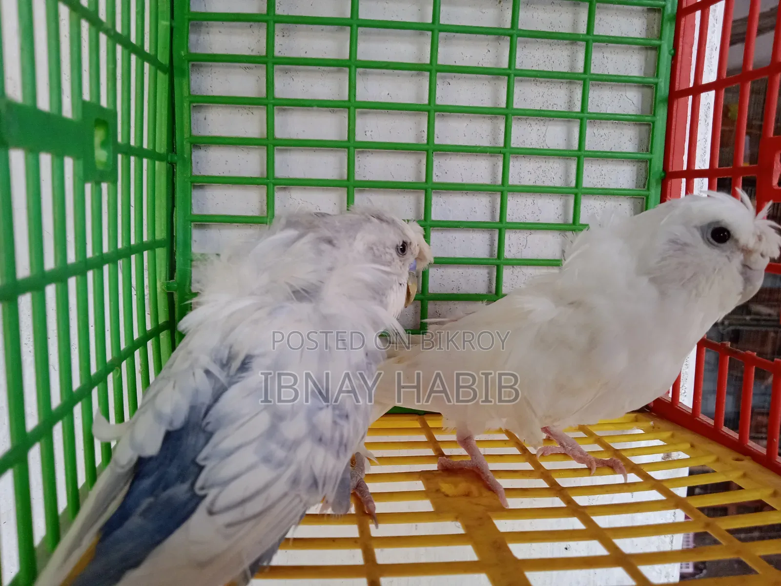 Japanese pair at a low price