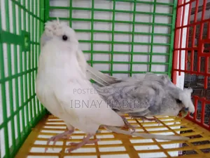 Japanese pair at a low price